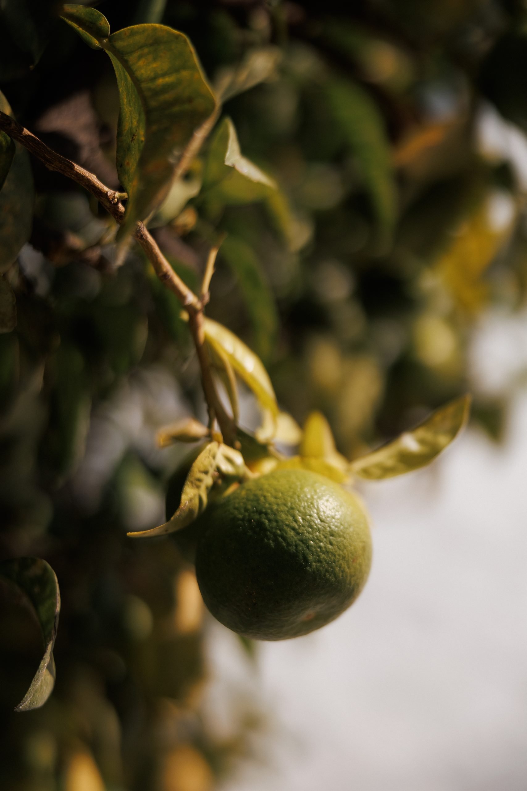 Naranja en el árbol a contraluz — El Naranjal Archidom, Costa del Sol. Fotografía de Pedro Jaén